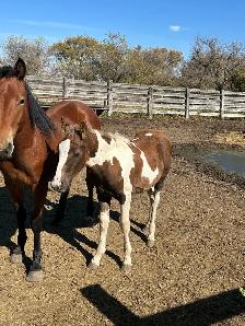 Draft cross foals for sale