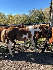 Draft cross foals for sale - Photo 2
