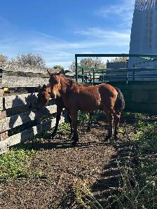 Draft cross foals for sale - Photo 3