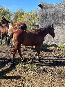 Draft cross foals for sale - Photo 4