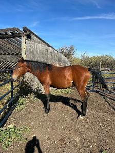 Draft cross foals for sale - Photo 5