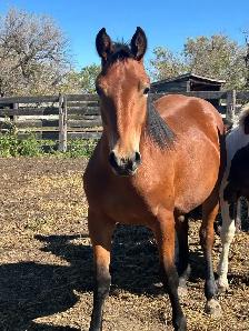 Draft cross foals for sale - Photo 6