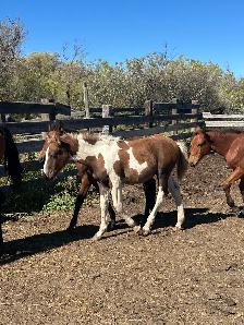 Draft cross foals for sale - Photo 7