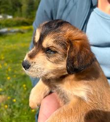 Male Huskadoodle puppy $1000 - Photo 2