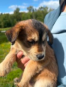 Male Huskadoodle puppy $1000 - Photo 3