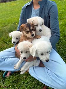 Male Huskadoodle puppy $1000 - Photo 6