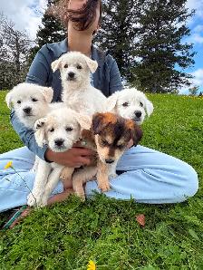 Male Huskadoodle puppy $1000 - Photo 7