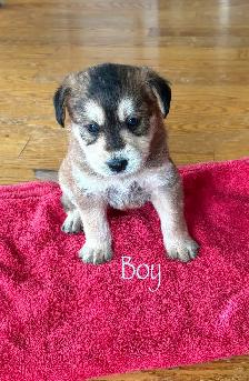 Male Huskadoodle puppy $1000 - Photo 8