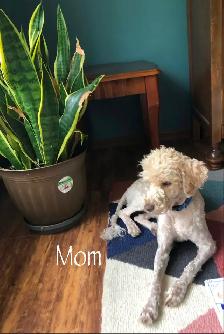Male Huskadoodle puppy $1000 - Photo 9