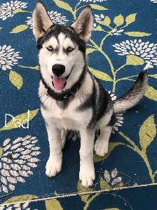 Male Huskadoodle puppy $1000 - Photo 10