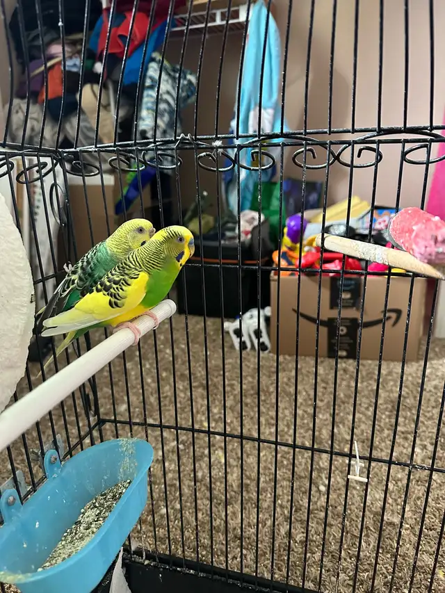 Budgies for Sale