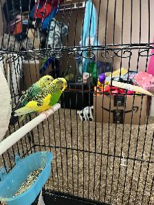 Budgies for Sale