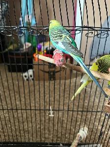 Budgies for Sale - Photo 2
