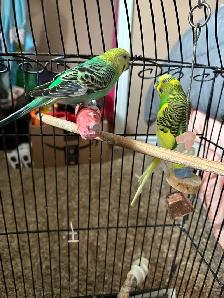 Budgies for Sale - Photo 3
