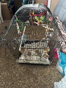 Budgies for Sale - Photo 4