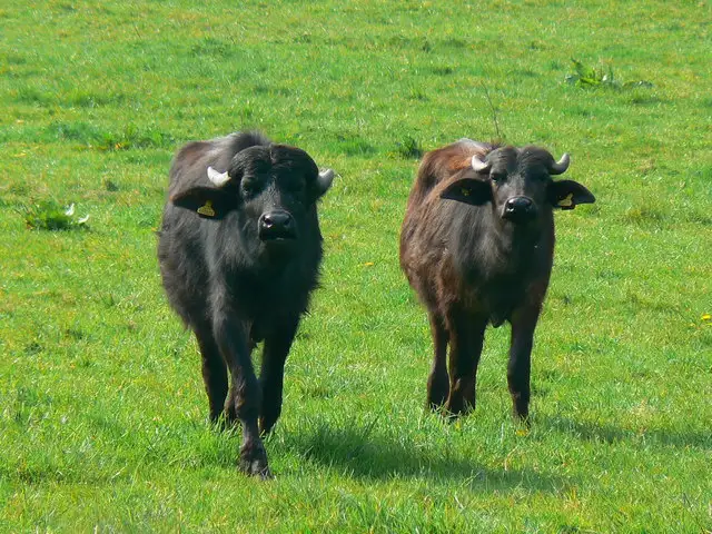 Water buffalo meat