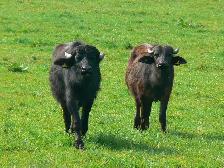 Water buffalo meat