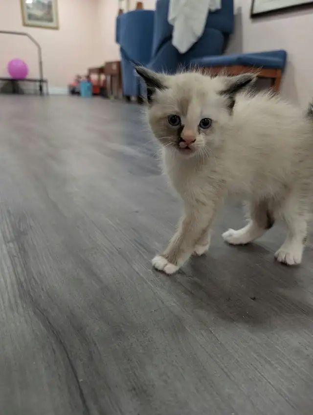 Stunning Siamese & Flame Point Himalayan Kittens - $400
