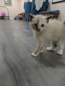 Stunning Siamese & Flame Point Himalayan Kittens - $400
