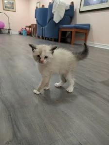 Stunning Siamese & Flame Point Himalayan Kittens - $400 - Photo 2