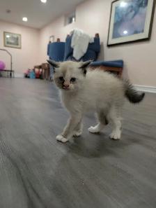 Stunning Siamese & Flame Point Himalayan Kittens - $400 - Photo 3
