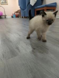 Stunning Siamese & Flame Point Himalayan Kittens - $400 - Photo 4