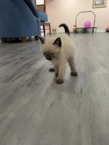 Stunning Siamese & Flame Point Himalayan Kittens - $400 - Photo 5