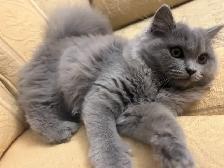 Scottish Straight Blue long-haired kittens registered in CCA/AFC - Photo 7