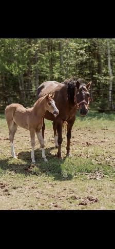 ISO Western trainer  to hire - Photo 2