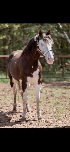 ISO Western trainer  to hire - Photo 3