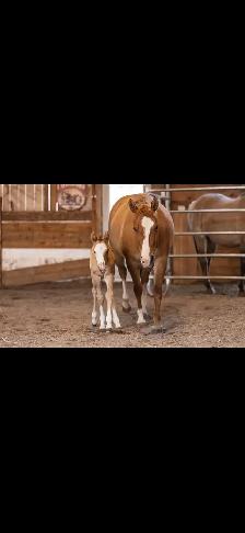 ISO Western trainer  to hire - Photo 6