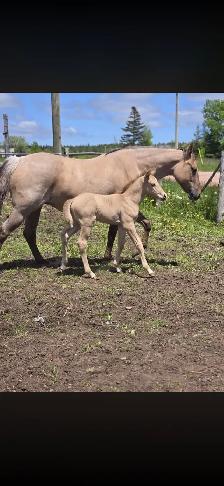 ISO Western trainer  to hire - Photo 8