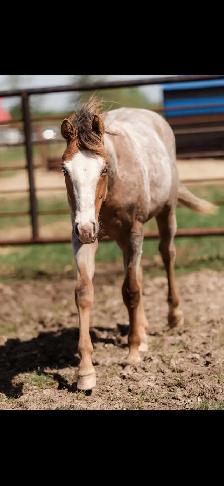 ISO Western trainer  to hire - Photo 9