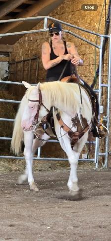 ISO Western trainer  to hire - Photo 10