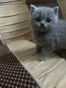 Scottish Straight Blue and Lilac kittens registered in CCA/AFC - Photo 4