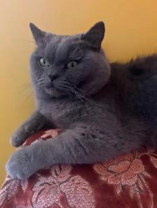 Scottish Straight Blue and Lilac kittens registered in CCA/AFC - Photo 10
