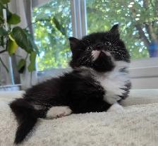 Chaton sibérien hypoallergene - Photo 4
