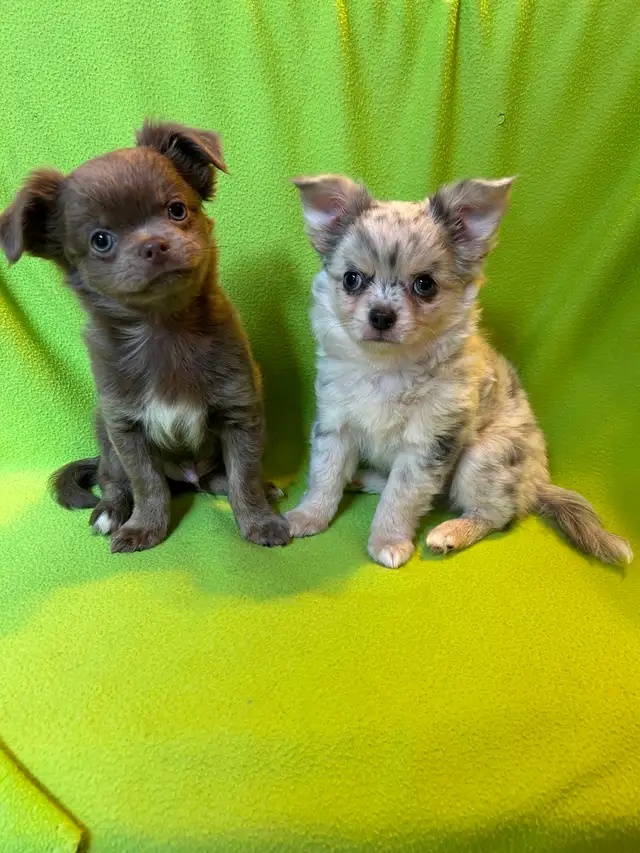 Adorable Chihuahua Brothers