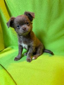 Adorable Chihuahua Brothers - Photo 2