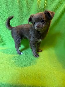 Adorable Chihuahua Brothers - Photo 3