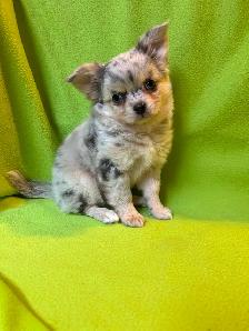 Adorable Chihuahua Brothers - Photo 4