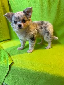 Adorable Chihuahua Brothers - Photo 5