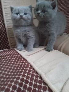 Scottish Straight Blue and Lilac kittens registered in CCA/AFC - Photo 2