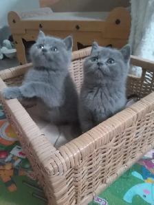 Scottish Straight Blue and Lilac kittens registered in CCA/AFC - Photo 3