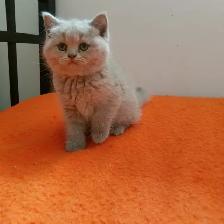 Scottish Straight Blue and Lilac kittens registered in CCA/AFC - Photo 4
