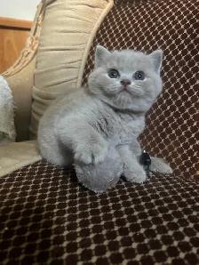 Scottish Straight Blue and Lilac kittens registered in CCA/AFC - Photo 8
