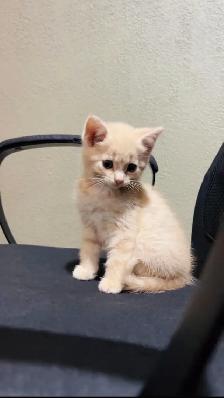 beautiful kittens for sale - Photo 2