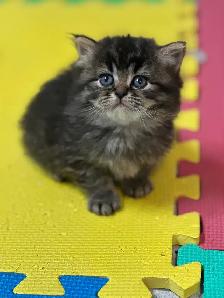 Himalayan & Persian Kittens/Chatons Himalayen-Persan - Photo 7