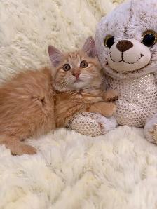❤️Adorable Siberian Kittens ❤️