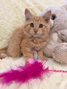 ❤️Adorable Siberian Kittens ❤️ - Photo 2